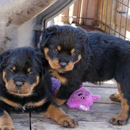 Rottweiler Puppies from Mountain High Kennels