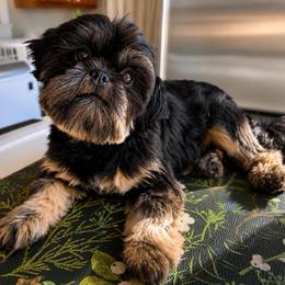 Jet - Shih Tzu
