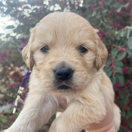 Purple - Golden female Golden Retriever puppy in Jesup, Georgia from Painted Platinum Retrievers (Painted Platinum Kennel) PPK