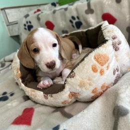 Boy 1 - Piebald male Dachshund puppy in Cumby, Texas from Dog Daze Ranch