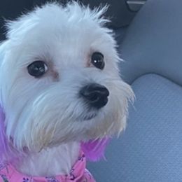 Maltese from Lady and the Prince Kennels