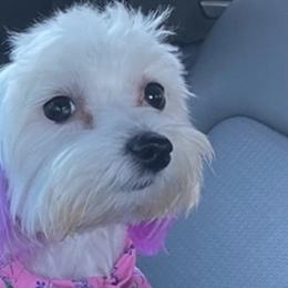 Maltese from Lady and the Prince Kennels