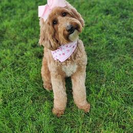 Juniper Rose of Ginger Paws Doodles - Goldendoodle