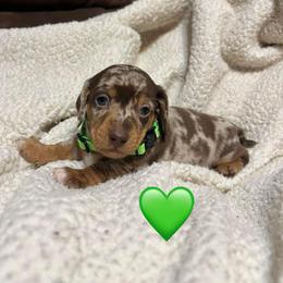 Arkansas - Dapple male Dachshund puppy in Greasy, Oklahoma from 4E Dachshunds