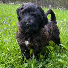 Napoleon - Brindle male Bordoodle puppy in Canfield, Ohio from Poo's Doo's & Inu's