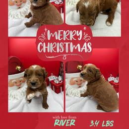 River - Red  male Goldendoodle puppy in Wayland, New York from Loris Pampered Pooches💕