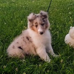 Shetland Sheepdog All Grown Up from MESA Shelties