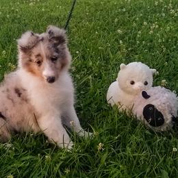 Shetland Sheepdog All Grown Up from MESA Shelties