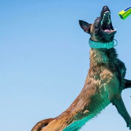 Belgian Malinois and German Shepherds from Légende Vivante Du Chief Kennel