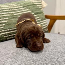 White Collar Female - Chocolate female Labrador Retriever puppy in Gainesville, Georgia from Rucker Retrievers
