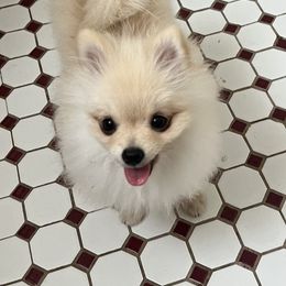 Daisy - Cream female Pomeranian puppy in Kearny, New Jersey from Pom paws over gardens