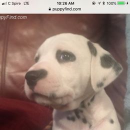 Dalmatian Puppies from River Bend Barkery