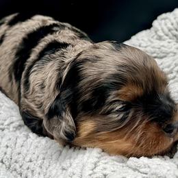 Rory - Merle female Cavapoo puppy in Cameron, South Carolina from Sassy Sailor & Company