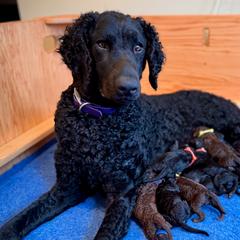 Curly-Coated Retrievers from Full Curl Retrievers