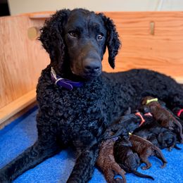Curly-Coated Retrievers from Full Curl Retrievers
