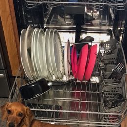 Saint - Dachshund