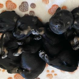 Miniature Schnauzers from Simplicity Schnauzers