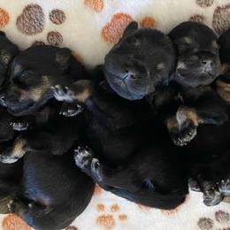 Miniature Schnauzers from Simplicity Schnauzers