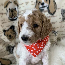 Goldendoodle Puppies from Goldendoodle Baby