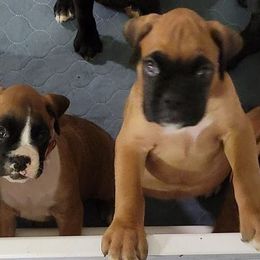 Boxers from Elizabeth's Boxers