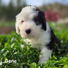 Gene - Gray and white male Old English Sheepdog puppy in Sutherlin, Oregon from Sapphire Eyes Sheepdogs