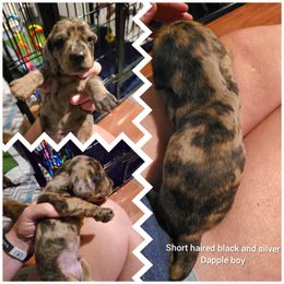 Black and cream dapple - Dapple male Dachshund puppy in Vernonia, Oregon from Living Hope Dobies and Doxies