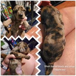 Black and cream dapple - Dapple male Dachshund puppy in Vernonia, Oregon from Living Hope Dobies and Doxies