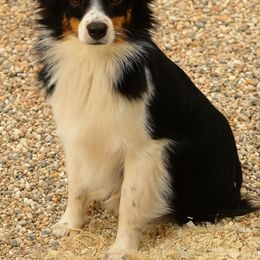 Barney - Toy Australian Shepherd