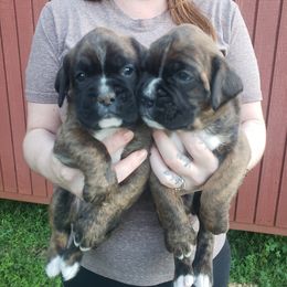 Boxer Puppies from SmashBox Kennel