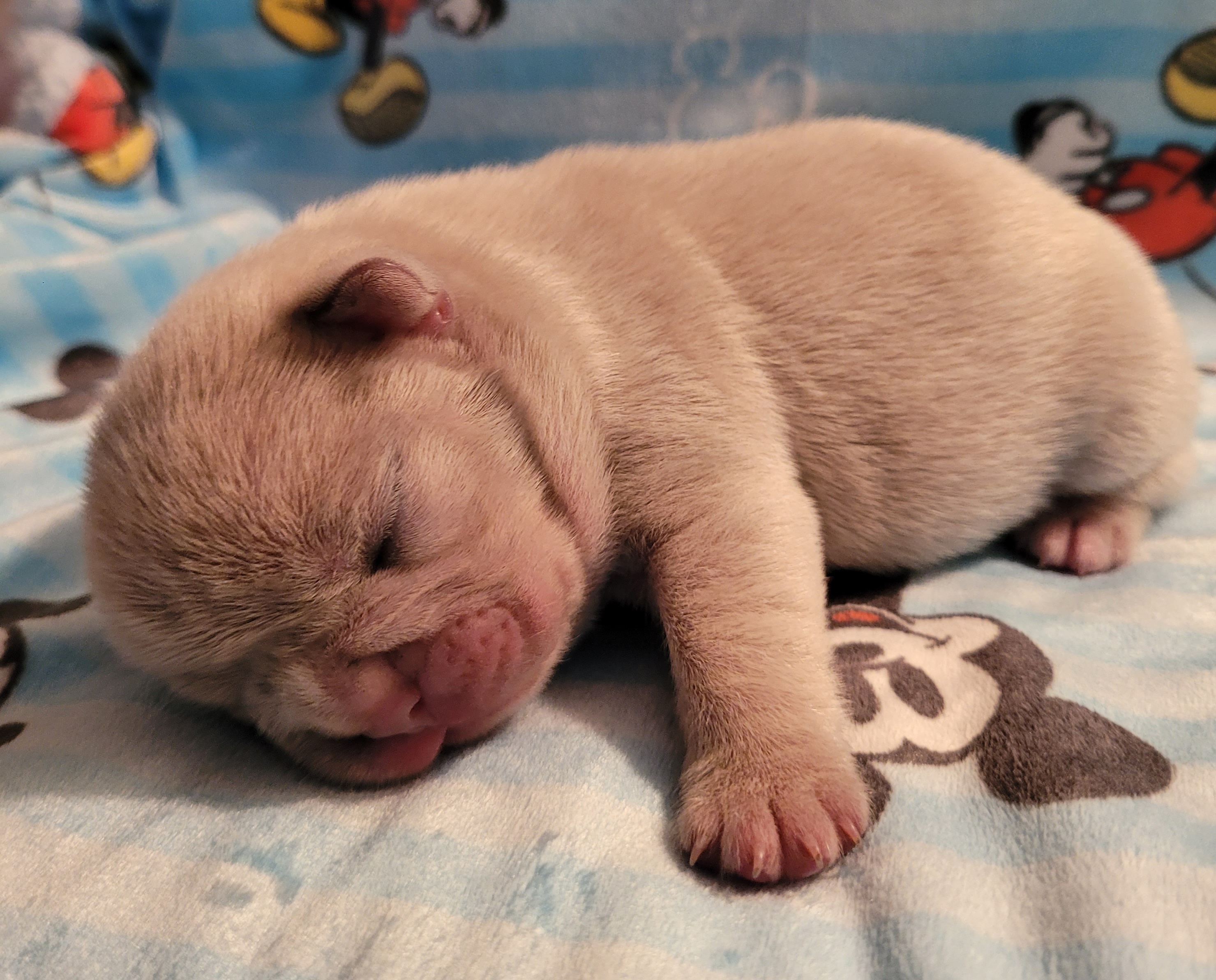 Boston Terriers and French Bulldogs from Smith's Bostons & Frenchies
