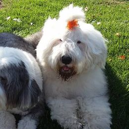 Old English Sheepdogs from Lorie Douglas' Old English Sheepdog
