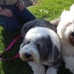 Old English Sheepdogs from Lorie Douglas' Old English Sheepdog