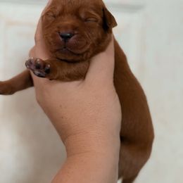 Girl 1 - Yellow female Labrador Retriever puppy in Okmulgee, Oklahoma from Rustic Creek Labradors