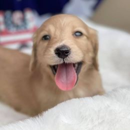 Bernedoodles and Dachshunds from Heavenly Heritage Dachshunds and Doods