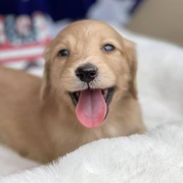 Bernedoodles and Dachshunds from Heavenly Heritage Dachshunds and Doods