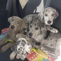 Great Danes from Black and Blue Great Danes