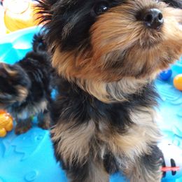 Yorkshire Terrier Puppies from Twilights Yorkies FL