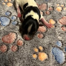 Meet Tex 1500. - Parti male Yorkshire Terrier puppy in Brandenburg, Kentucky from Lil Amazing Paws Yorkshire Terriers