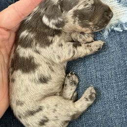 Female 1 - Dapple female Dachshund puppy in El Campo, Texas from Creamer Creek Kennel