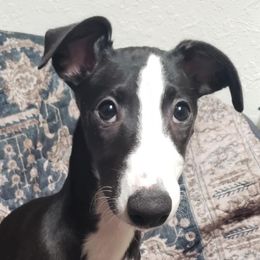 Dusk - White and black female Whippet puppy in Lutz, Florida from Whippets of Astora