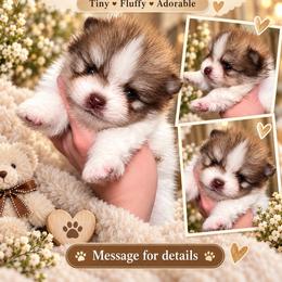 Gizmo - Beaver parti male Pomeranian puppy in El Paso, Texas from Texas quality pomeranians