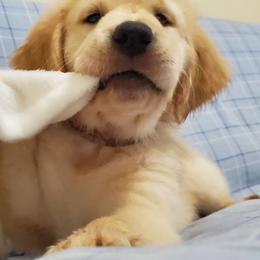 Golden Retriever Puppies from The Golden Court