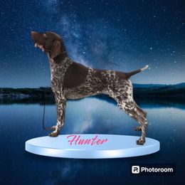 Hunter - German Shorthaired Pointer