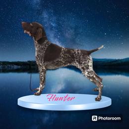 Hunter - German Shorthaired Pointer