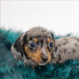 Male 1 - Dapple male Dachshund puppy in Childress, Texas from Taylor Farms
