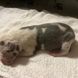 Starbuck - Blue and white female Great Dane puppy in Marlow, New Hampshire from Fox Hill Danes