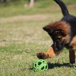 German Shepherd Puppies from Maroon Hills Kennel