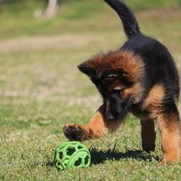 German Shepherd Puppies from Maroon Hills Kennel