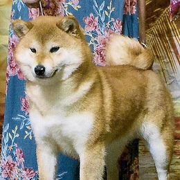 Nellie - Shiba Inu