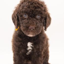 HeiHei - Yellow Collar - Chocolate male Labradoodle puppy in Lehi, Utah from Our Little Farm Life Doodles